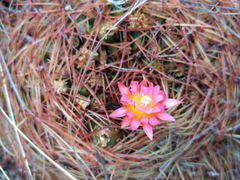 Oroya peruviana