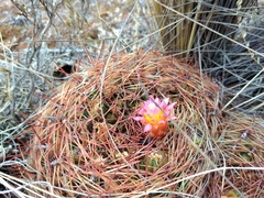 Oroya peruviana