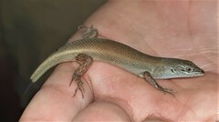 Trachylepis lacertiformis