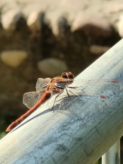 Sympetrum striolatum