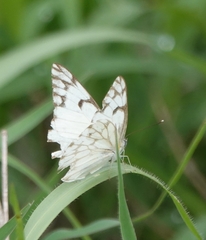 Belenois