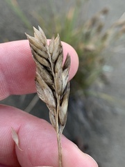 Poa douglasii