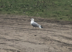 Larus canus