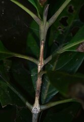 Rhodomyrtus macrocarpa