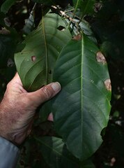 Rhodomyrtus macrocarpa