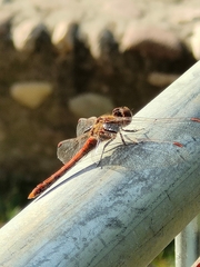 Sympetrum striolatum