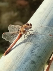 Sympetrum striolatum