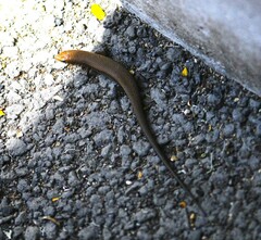 Eutropis macularia