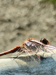 Sympetrum striolatum