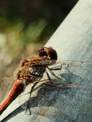 Sympetrum striolatum