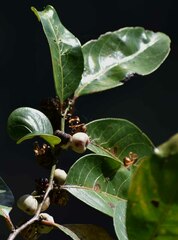 Glochidion harveyanum