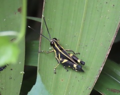 Traulia azureipennis