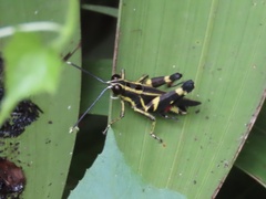 Traulia azureipennis