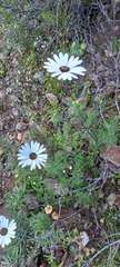 Ursinia pilifera