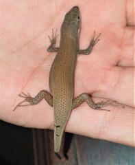 Trachylepis lacertiformis