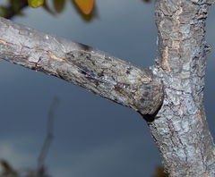 Munza furva