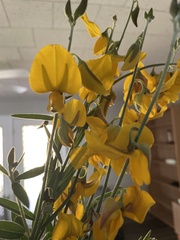 Crotalaria spectabilis
