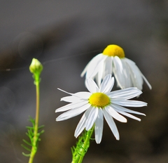 Matricaria