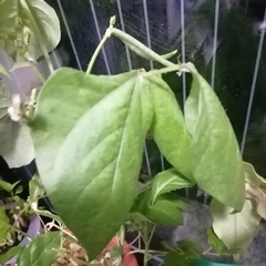 Phaseolus vulgaris