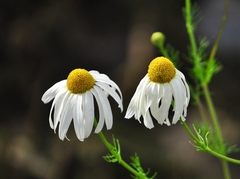 Matricaria