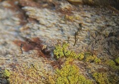 Chaenotheca chrysocephala