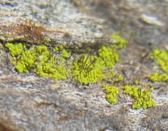 Chaenotheca chrysocephala