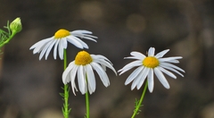 Matricaria