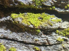 Chaenotheca chrysocephala