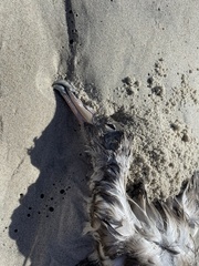 Procellariidae