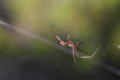Argiope protensa