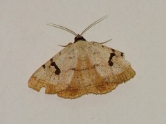 Hypopyra carneotincta