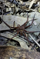 Heteropoda tetrica