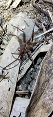Heteropoda tetrica