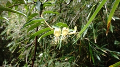 Lonicera acuminata