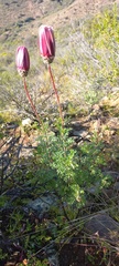Ursinia pilifera