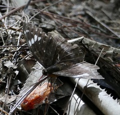 Lexias aeetes