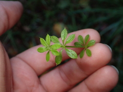 Galium aparine