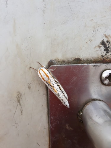 Azygophleps scalaris