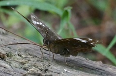 Lexias aeetes