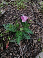 Oenothera tetraptera