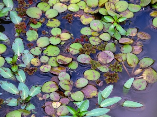 Hydrocharis laevigata
