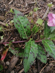 Oenothera tetraptera