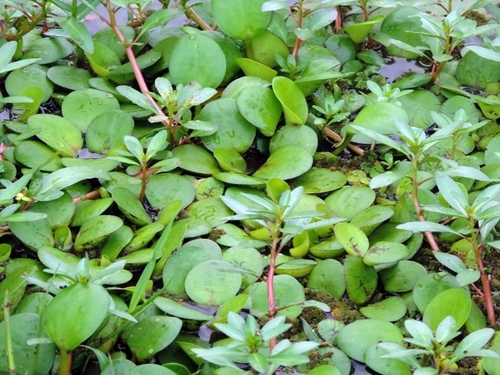 Hydrocharis laevigata, photograph 1