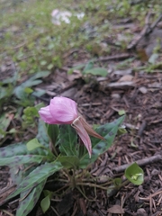 Oenothera tetraptera