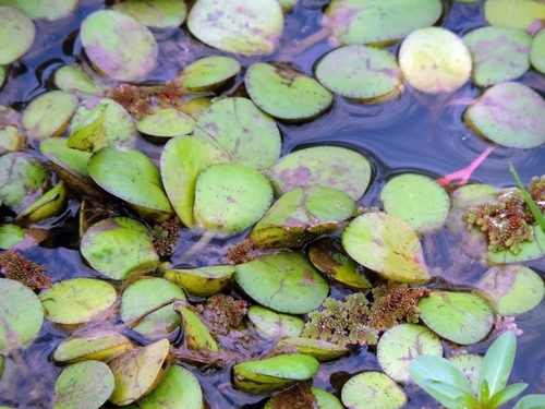 Hydrocharis laevigata, photograph 2