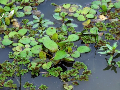 Hydrocharis laevigata, photograph 3