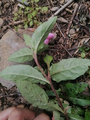Oenothera tetraptera