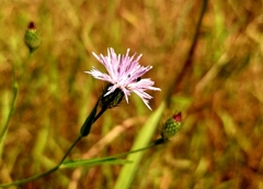 Tricholepis amplexicaulis