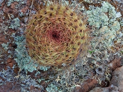 Oroya peruviana