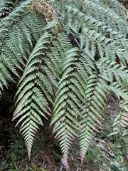 Lophosoria quadripinnata